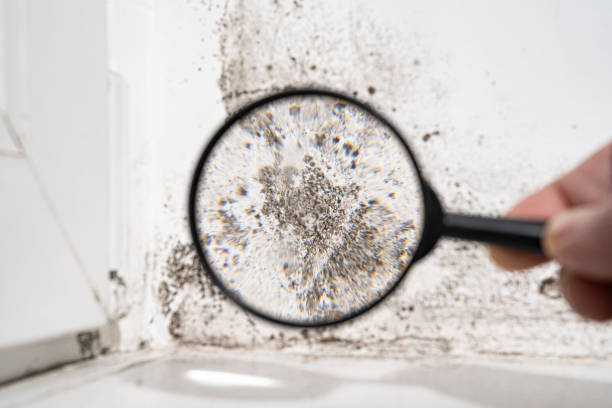 Colfax, WA Mold Prevention & Removal  Company